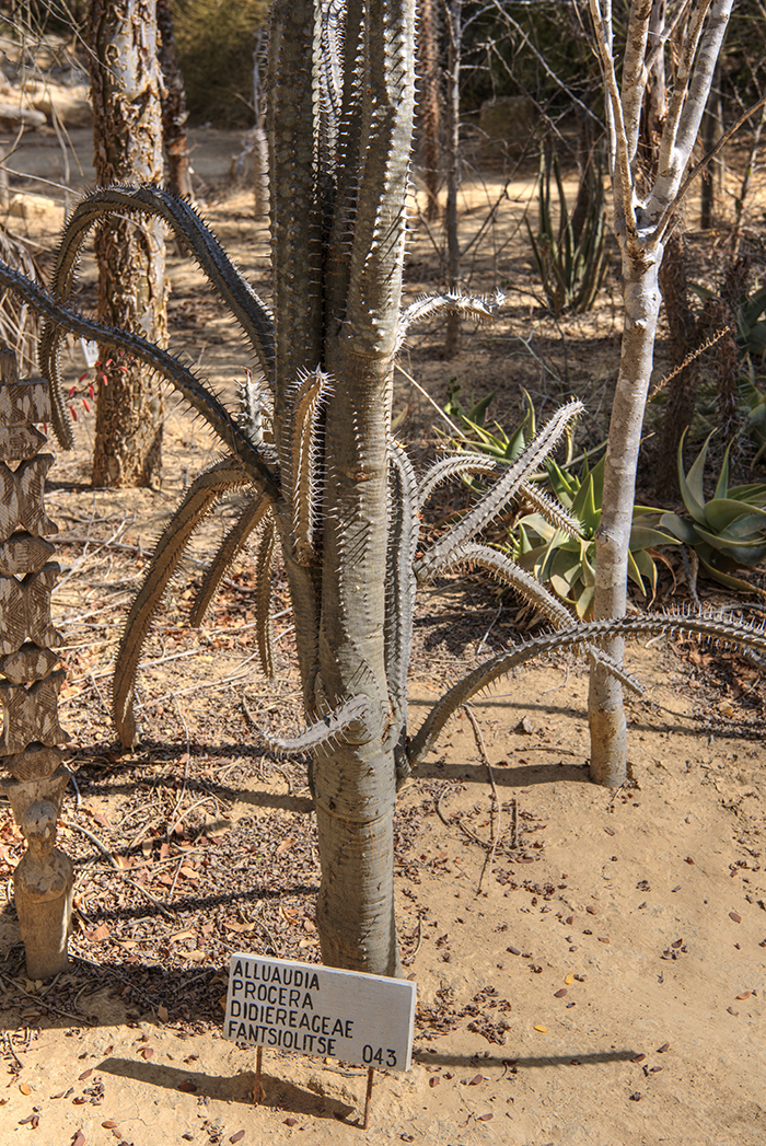 Alluaudia Procera plant